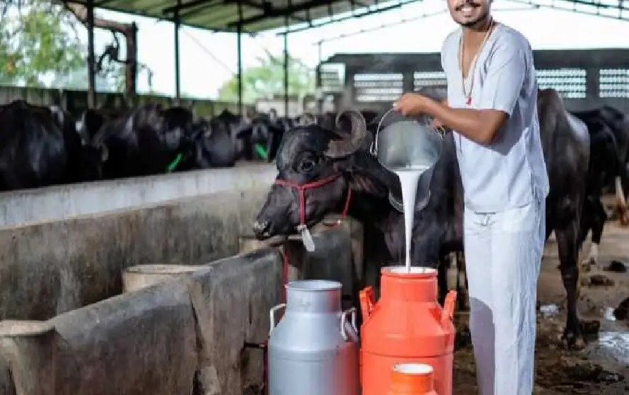 छत्तीसगढ़ में डेयरी उद्योग को सशक्त बनाने नई पहल, NDDB के सहयोग से पायलट प्रोजेक्ट शुरू