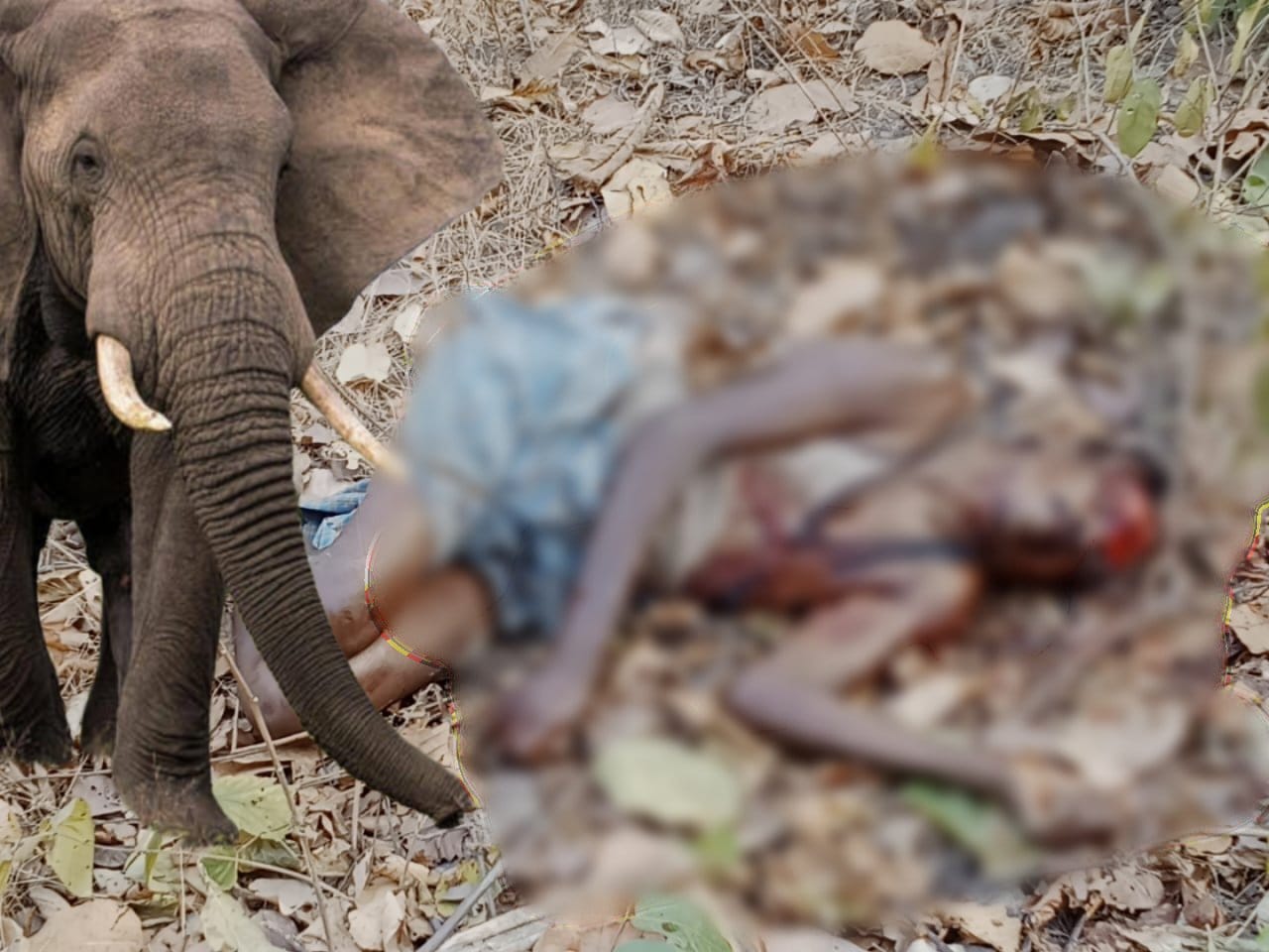 दंतैल हाथी के हमले से ग्रामीण की दर्दनाक मौत, वन विभाग पर लापरवाही के आरोप