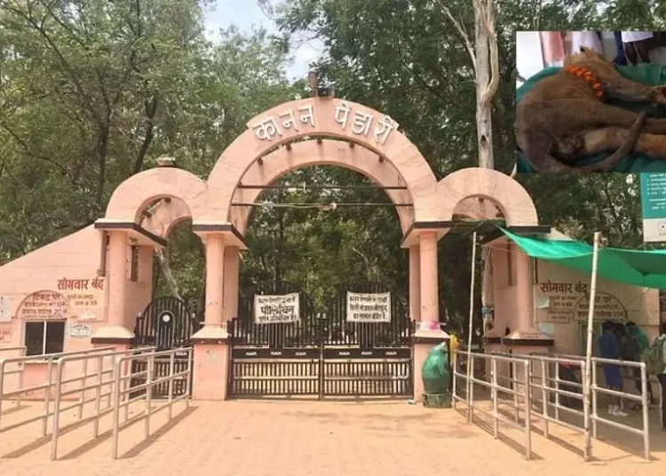 कानन पेंडारी के शेर भीम का निधन: किडनी की बीमारी से जूझ रहा था, वन विभाग ने किया अंतिम संस्कार