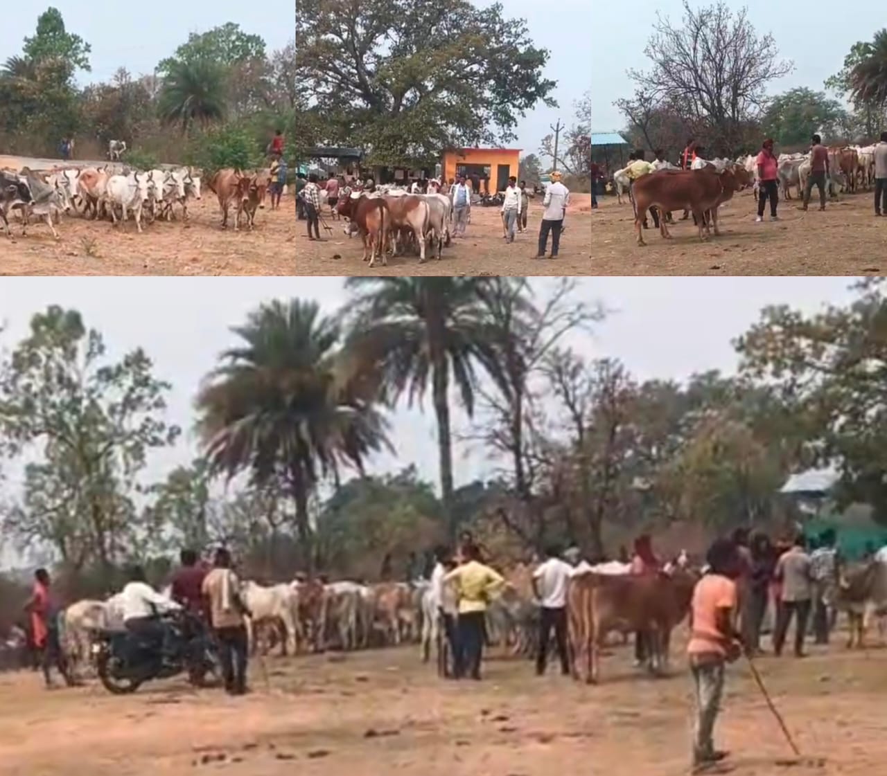 गौ तस्करी पर उपमुख्यमंत्री की चेतावनी बेअसर , वनांचल क्षेत्र में बेखौफ जारी गौ तस्करी का अवैध कारोबार