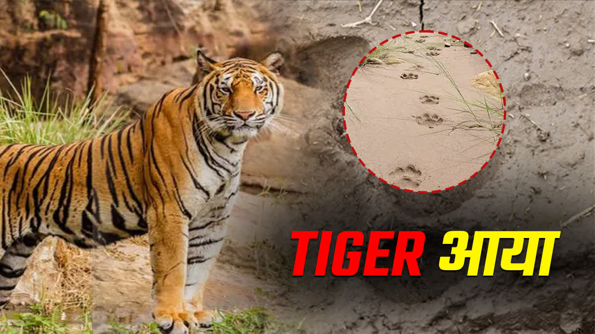 कोरबा : चैतुरगढ़ की पहाड़ियों में बाघ की दस्तक, वन विभाग ने की सतर्कता की अपील