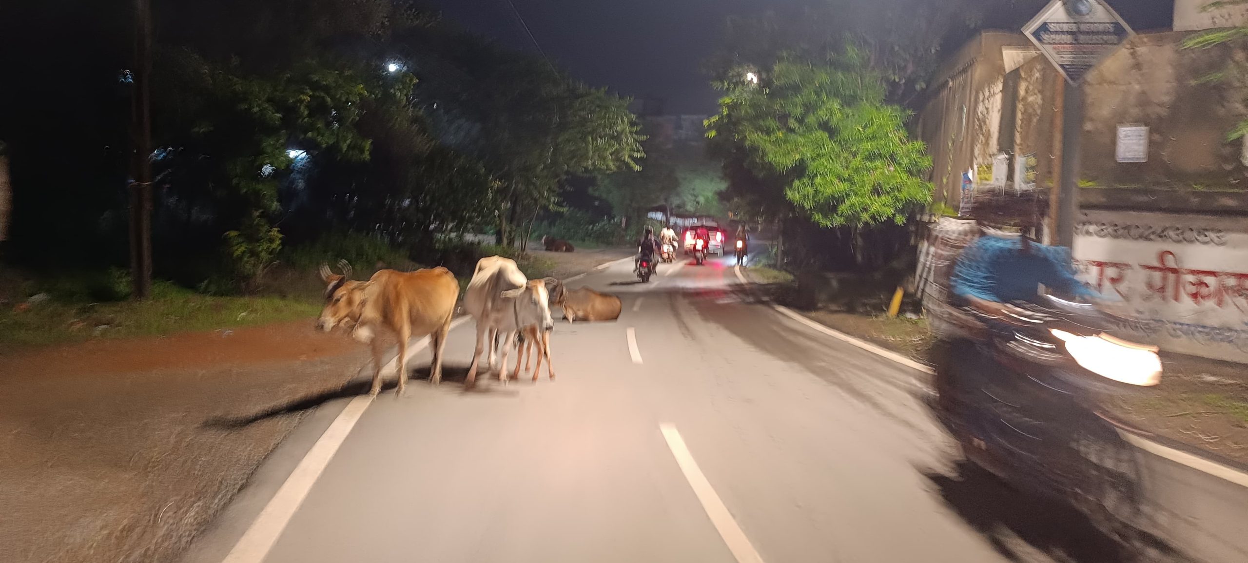 गौ माता सड़क पर क्यों लावारिस? सरकार गौ-धाम बना रही, मगर ज़मीन पर हाल बेहाल!
