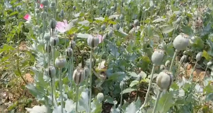 रायगढ़ में अफीम की अवैध खेती पर बड़ा प्रहार: संयुक्त टीम की दबिश, झारखंड का आरोपी हिरासत में