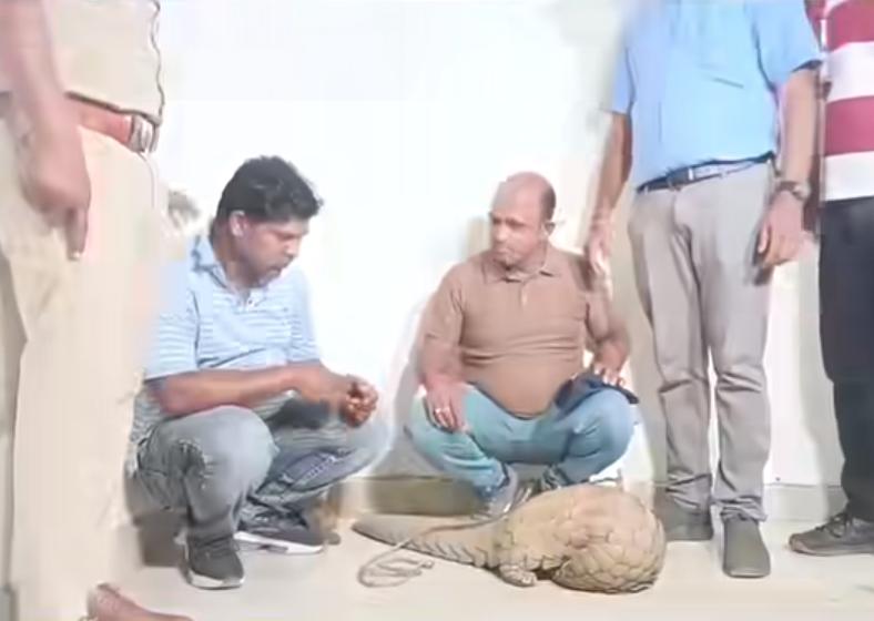 राजधानी रायपुर में वन विभाग की बड़ी कार्रवाई: करोड़ों की अंतरराष्ट्रीय तस्करी से जीवित पैंगोलिन बरामद, दो तस्कर गिरफ्तार