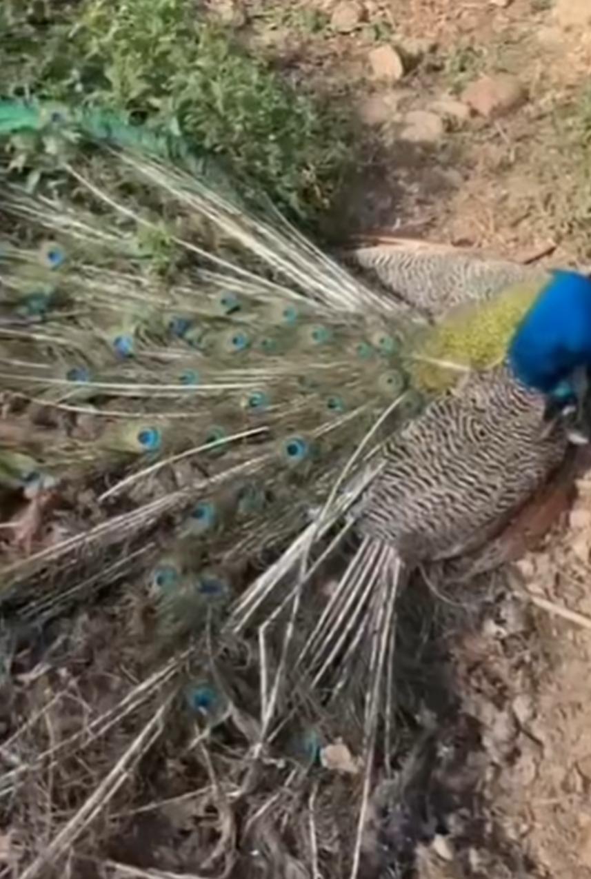 खैरागढ़ के जंगल में वन्यजीवों की रहस्यमयी मौत से हड़कंप