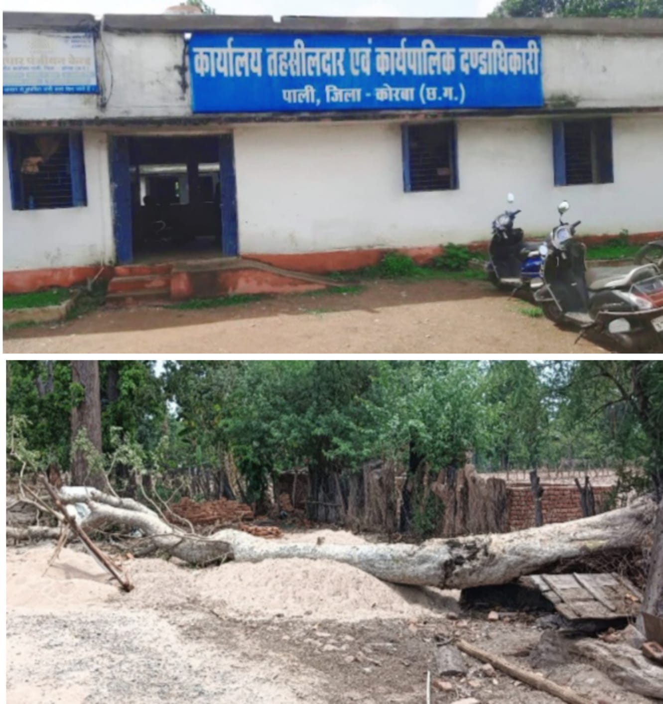 बड़ा खुलासा: चोरकाडांड़ हादसे में मौत का कारण बदला गया? पेड़ गिरने से हुई मौत को रिकॉर्ड में ‘गाज गिरना’ बताया, मुआवजे पर उठे सवाल