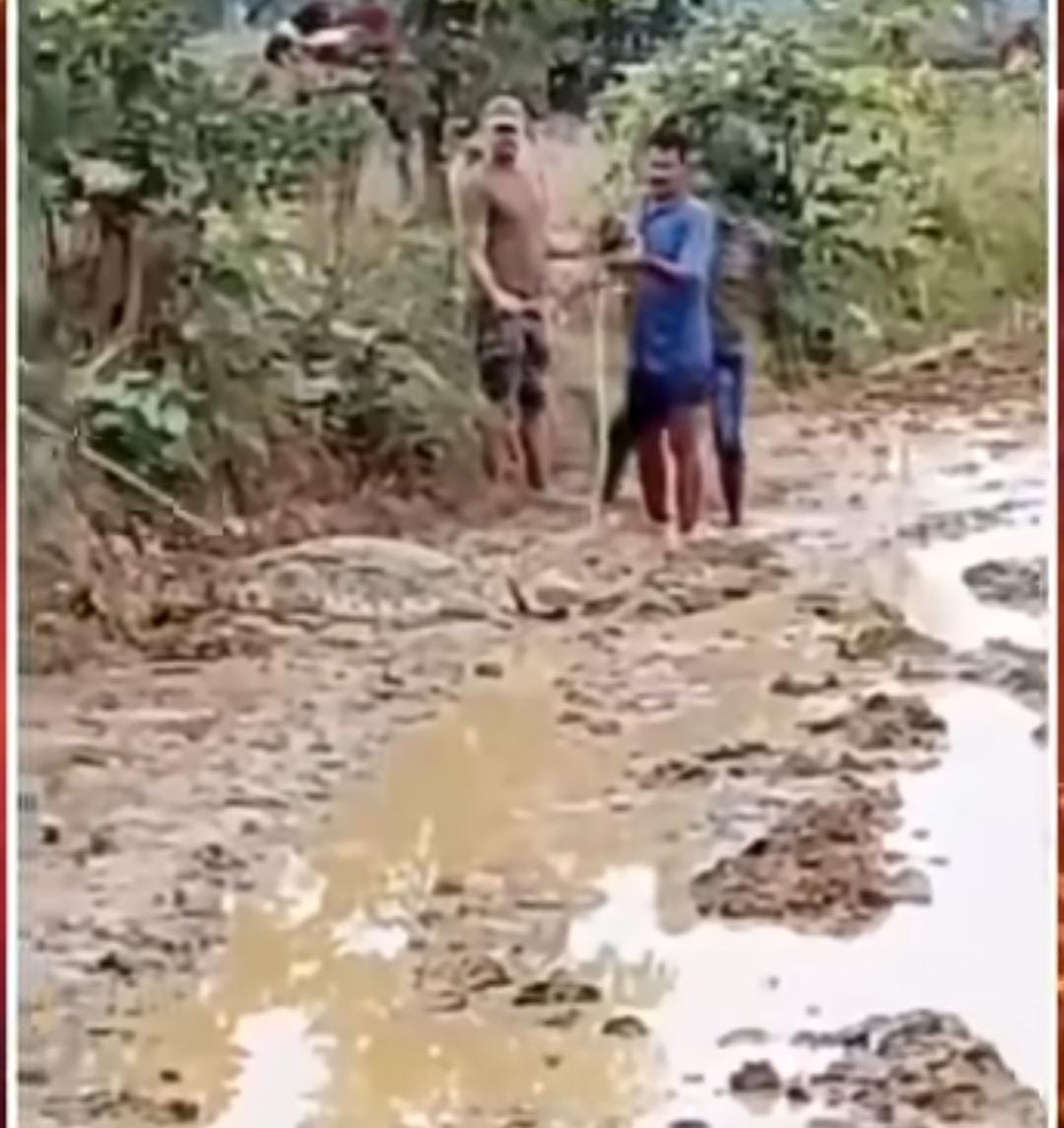 खेत के तालाब में निकला 6.5 फीट का मगरमच्छ, गांव में मची अफरा-तफरी… वन विभाग ने किया सफल रेस्क्यू