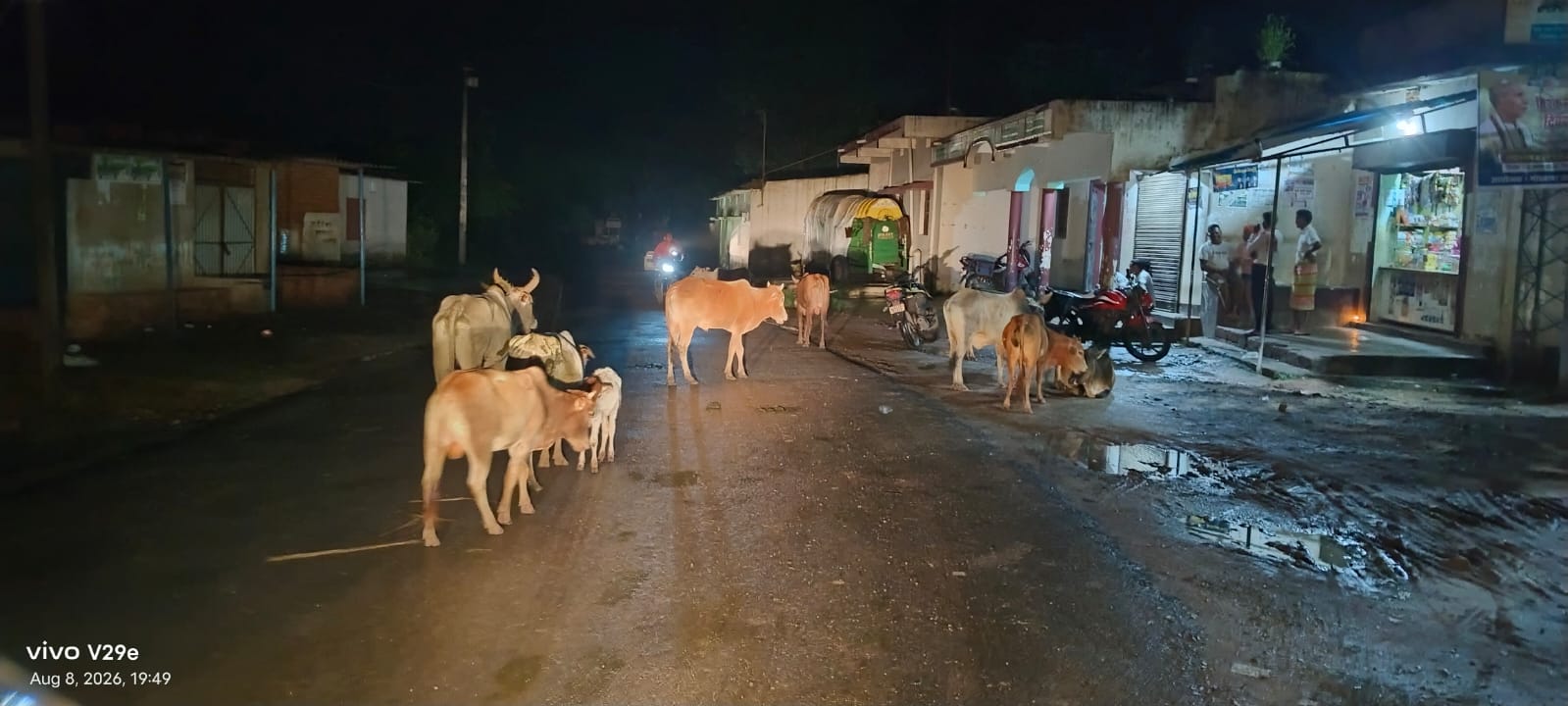खेतों में घुस रहे 200 से ज्यादा लावारिस मवेशी, किसान परेशान; पंचायत ने व्यवस्था के लिए लगाई गुहार