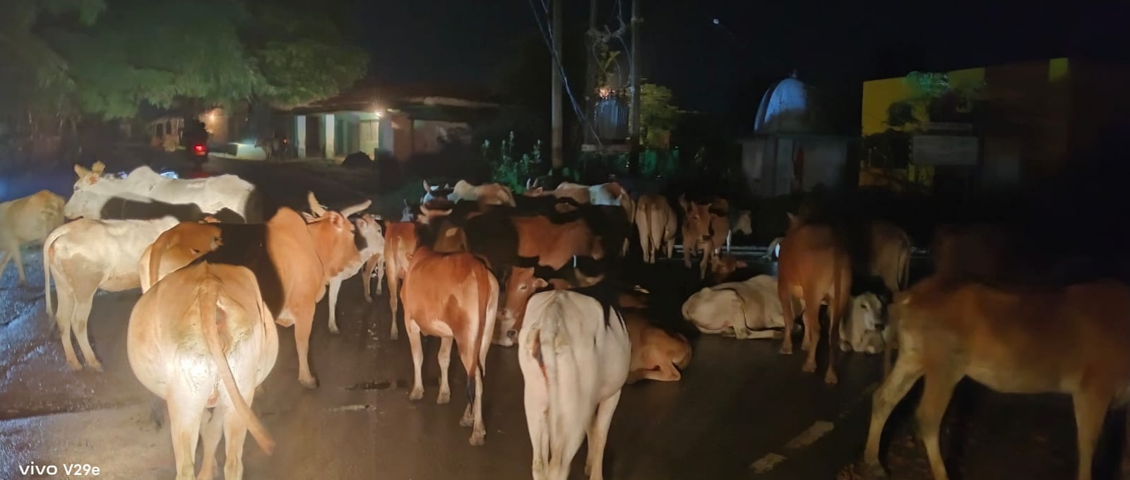 खेतों में घुस रहे 200 से ज्यादा लावारिस मवेशी, किसान परेशान; पंचायत ने व्यवस्था के लिए लगाई गुहार