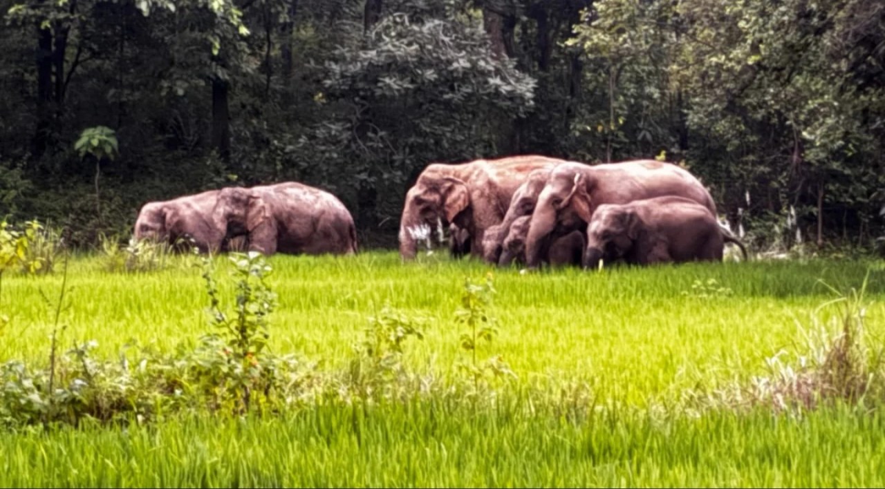 उदयपुर वन परिक्षेत्र में बढ़ा जंगली हाथियों का आतंक, 15 से अधिक किसान प्रभावित; ग्रामीणों में दहशत, मुआवजे की मांग तेज
