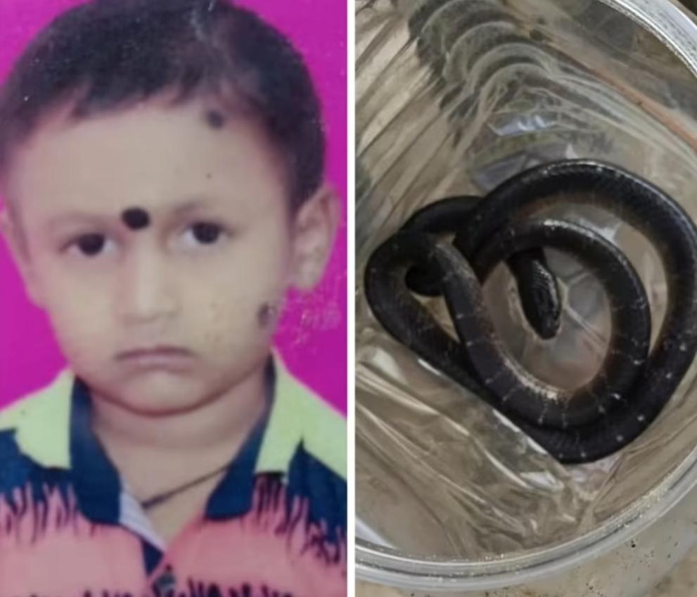 बिलासपुर में दर्दनाक हादसा: बिस्तर में छिपे जहरीले करैत ने 10 वर्षीय मासूम की ली जान, परिवार में पसरा मातम